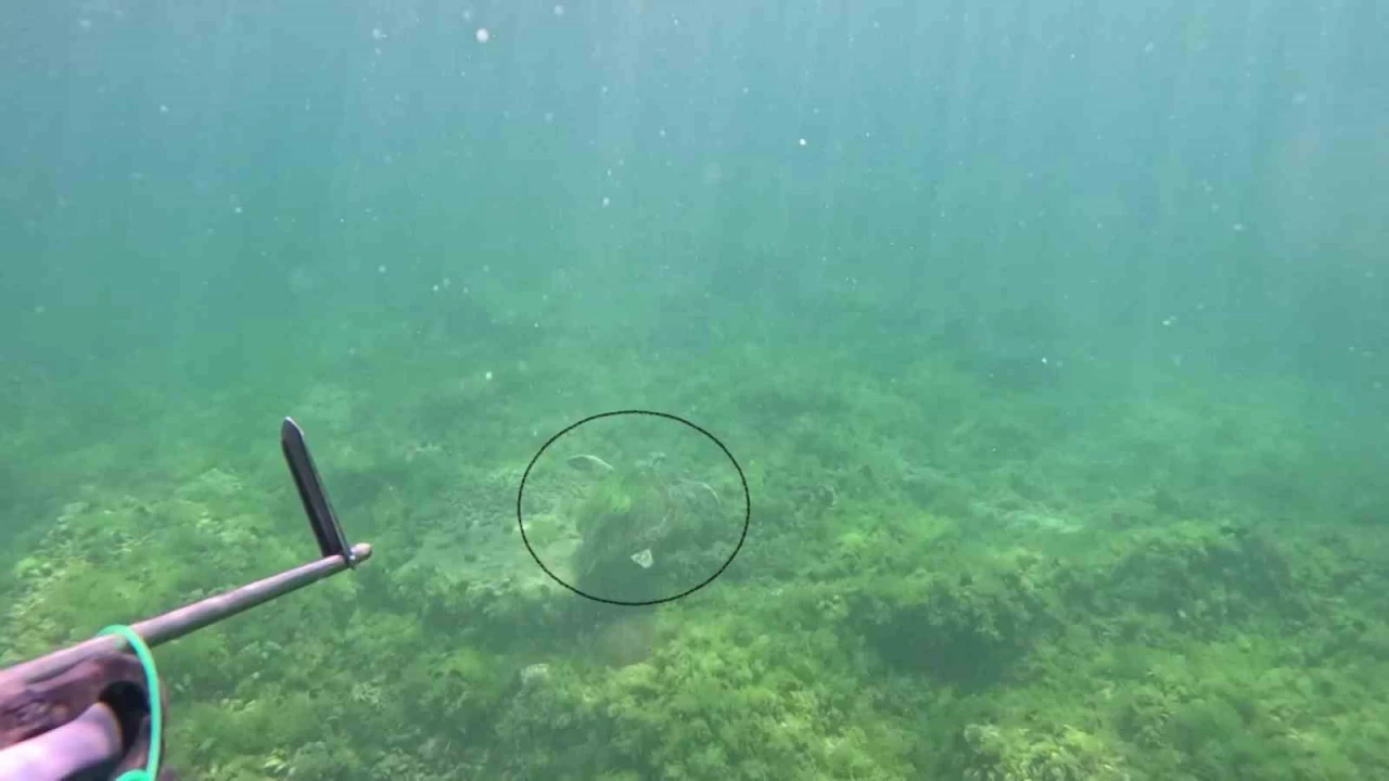 Marmara Denizi'nde bir ilk: Caretta caretta su alt�nda g�r�nt�lendi