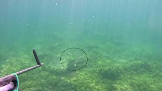 Marmara Denizi'nde bir ilk: Caretta caretta su altnda grntlendi