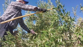 Mersin'de zeytin bah�ede 10 ile 60 TL aras�nda