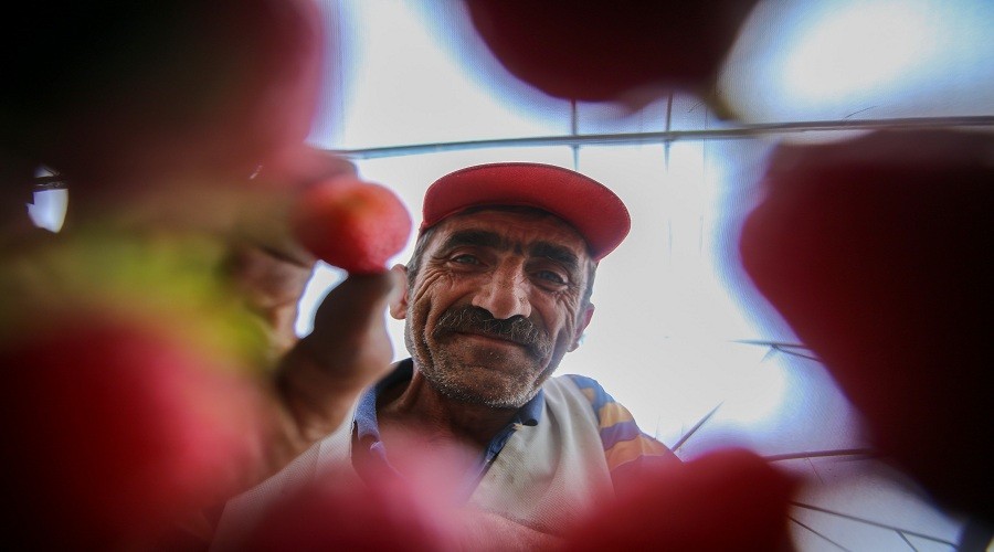 Meyveleri türküyle lezzetlendiren Gümüşhaneli