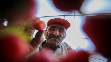 Meyveleri türküyle lezzetlendiren Gümüşhaneli