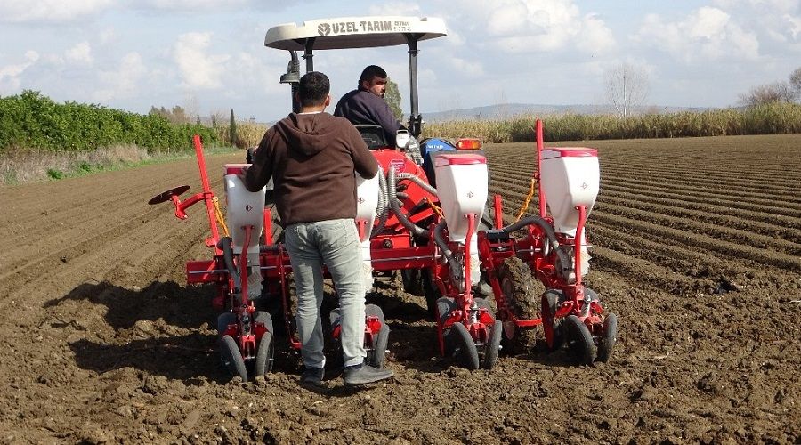 M�s�r tohumlar� toprakla bulu�tu