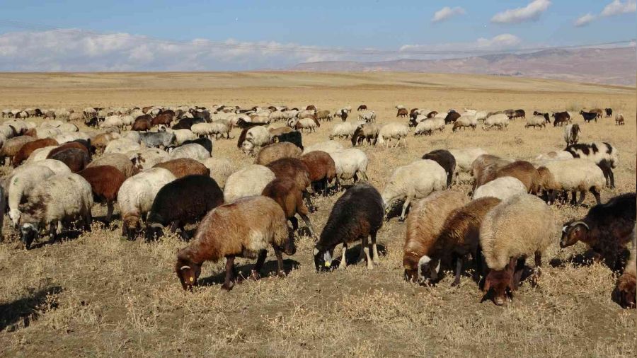 Muş Ovası'ndan kışlaklara dönüş hazırlığı