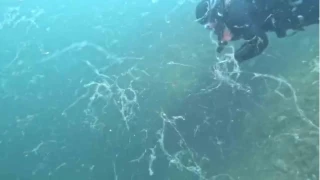 Msilaj kabusu Marmara'ya geri dnd