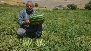 Mu�'ta 230 bin ton karpuz �retilmesi bekleniyor