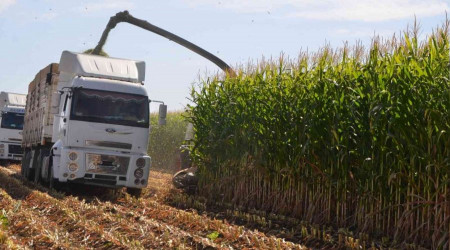 Muş'ta silajlık mısır hasadı