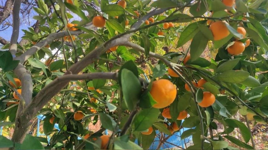 Nallıhan'da yetiştirilen mandalina görenleri şaşırtıyor