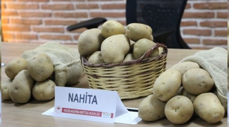 Niğde'de geliştirilen yerli patates tohumu Avrupa yolunda