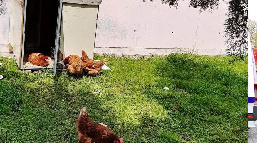 Okul bah�esinde tavuk k�mesi