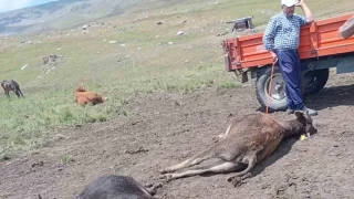 Oltu'da yldrm dmesi sonucu 4 bykba hayvan telef oldu