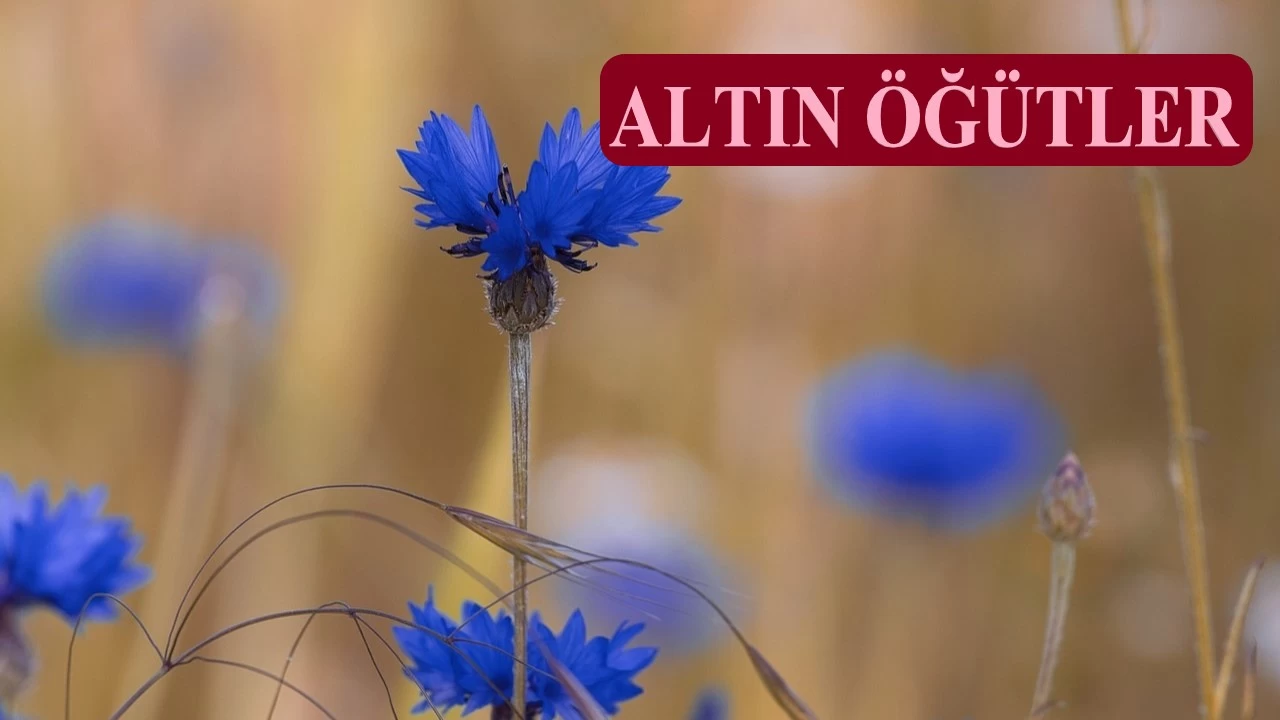 Onlar� g�cendiren, Allah�� �fkelendirir