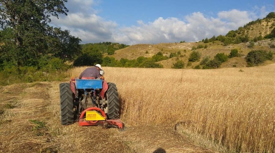 Ordu'da buğday hasadı