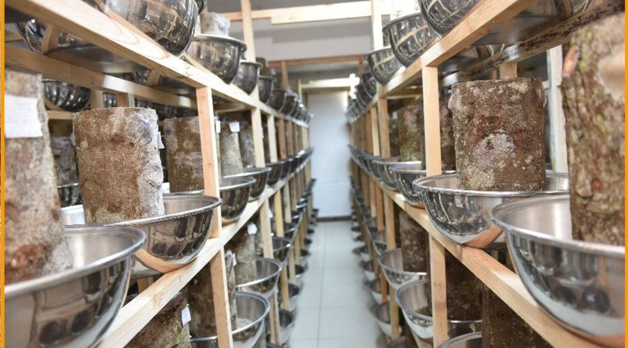 Ordu'da orman zararl�lar�na kar�� predat�r b�cek