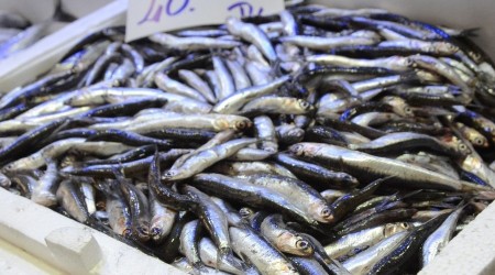 Ordu'da yerli hamsi 40 lira