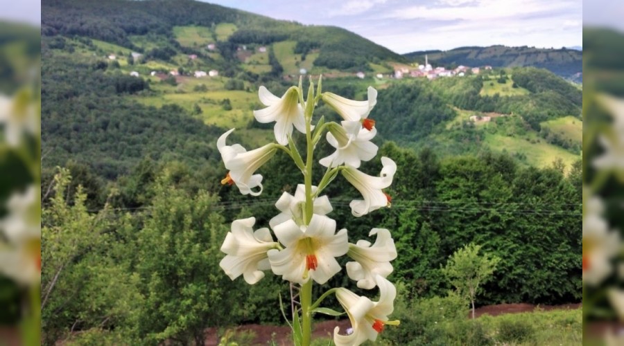 Ordu'daki bu �i�e�i kopartman�n cezas� y�ksek