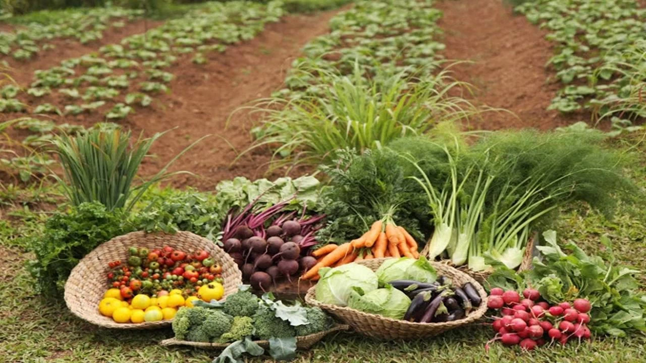 Organik tar�m te�vik edilmelidir