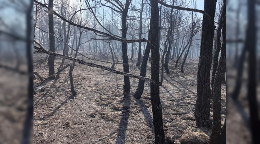 Orman yang�n�nda 6 hektar alan zarar g�rd�