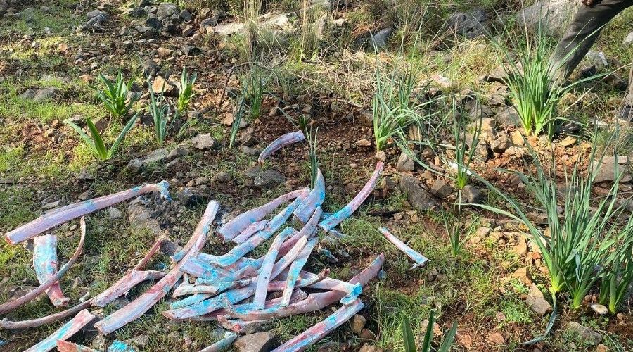 Ormanlık alanda zehirli kemikler bulundu