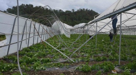 Ortaca'da frtna seralara zarar verdi