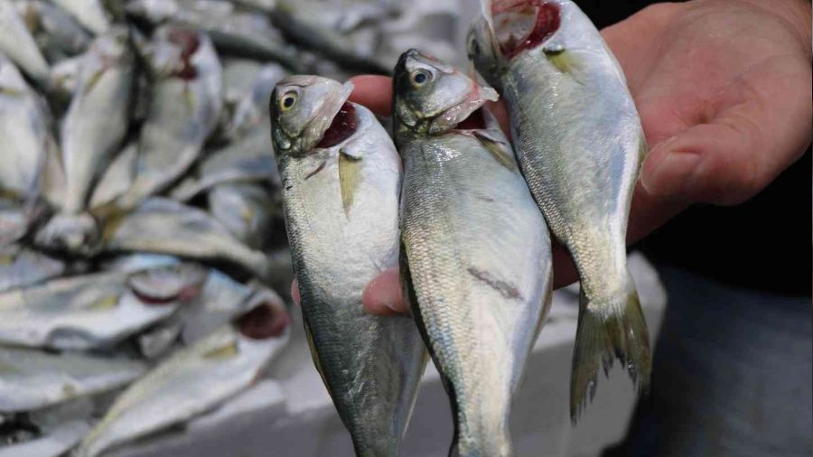 Palamuda g�le g�le, �inekopa merhaba