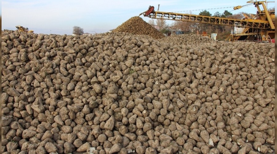 Pancar dağları 'şeker' olmayı bekliyor