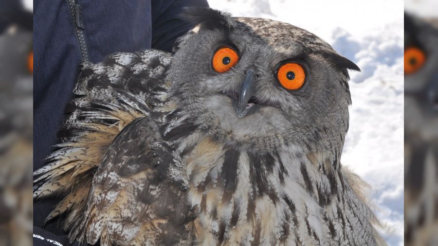 Puhu ku�u do�aya b�rak�ld�