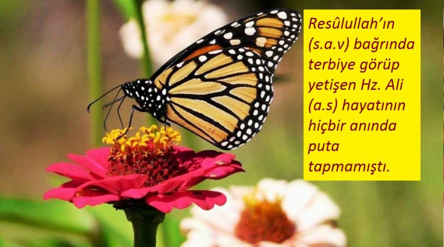 Resûlullah’a ilk iman eden Hz. Ali