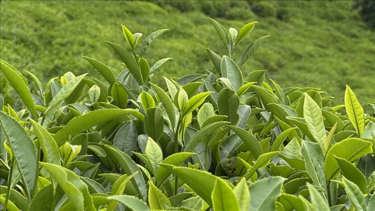 Rize Valisinden �ay �reticilerine "fiyat" uyar�s�: Ucuza satmay�n