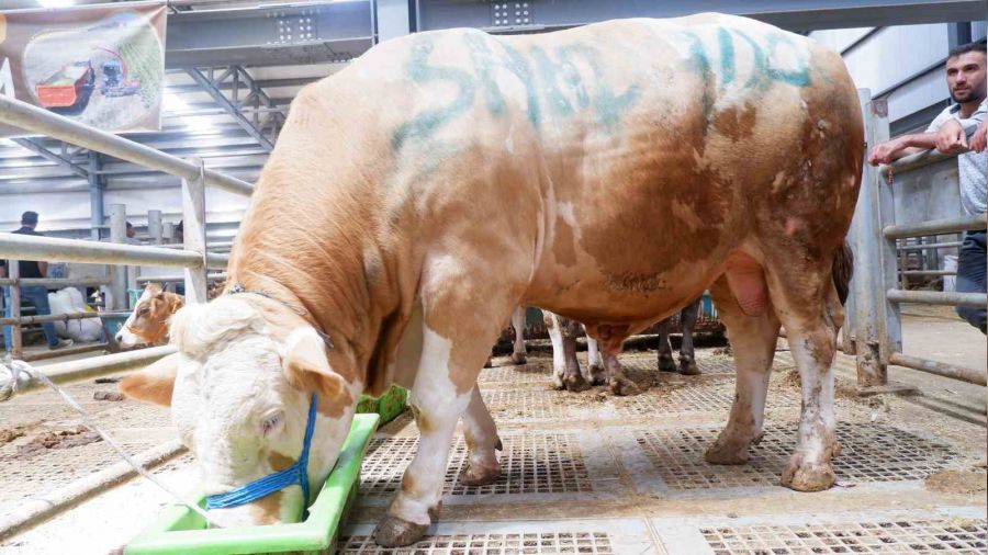 �ahdada� 185 bin liradan al�c� bekliyor