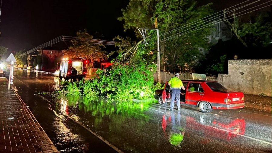 Sakarya'da şiddetli rüzgar ağaçları devirdi