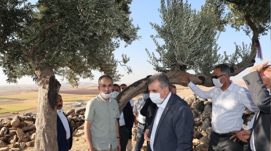 Şanlıurfa'da bin 350 yıllık zeytin ağacı bulundu