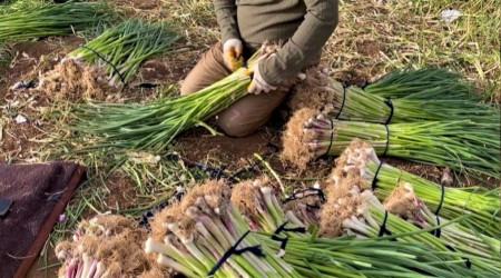 anlurfa'da sarmsak alternatif rn oldu
