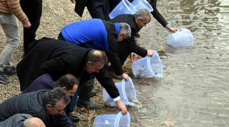 SAREM'de yetiştirilen bin 100 anaç yağ balığı, doğayla buluştu