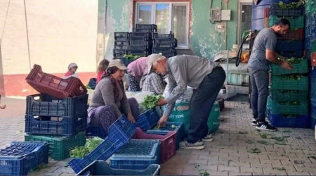 Sarıgöl'de taze yaprak alımları hızlandı