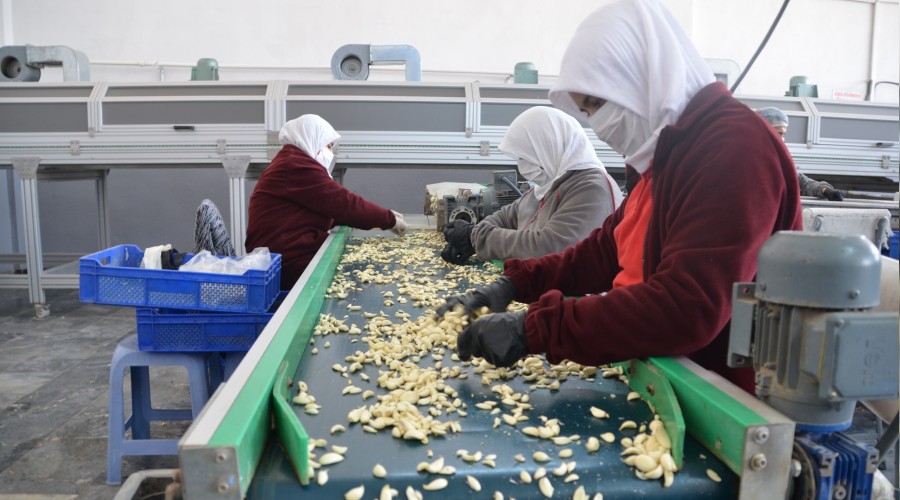 Sarımsak fiyatlarında son 50 yılın rekoru