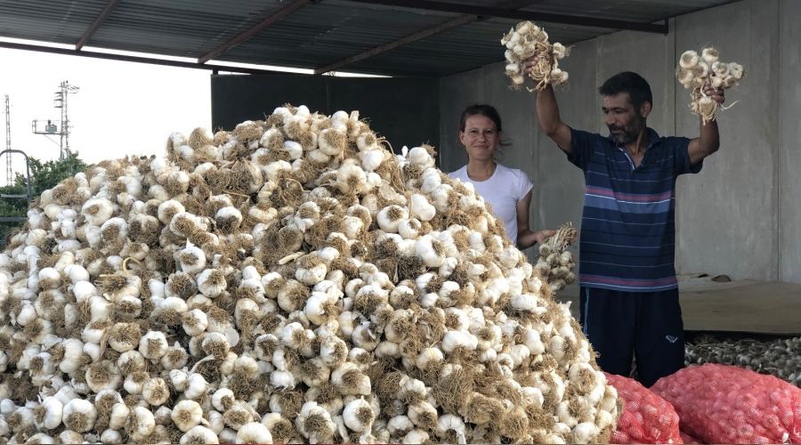 Sarımsakta üretim arttı