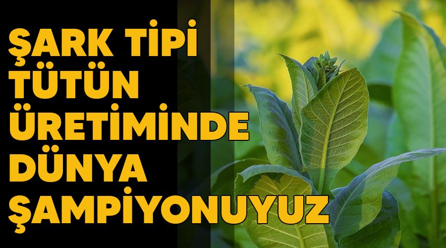 �ark tipi t�t�n �retiminde d�nya �ampiyonuyuz