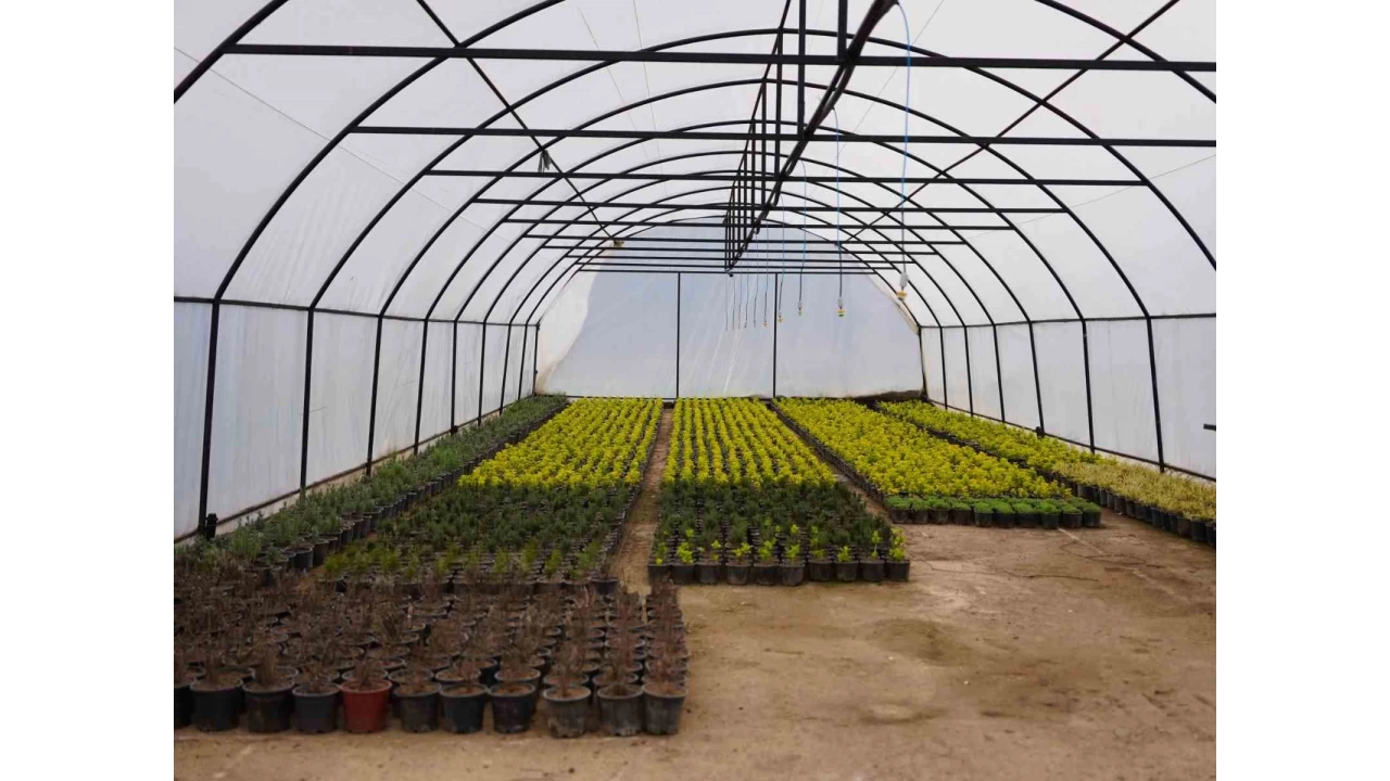 Serada �retilen bitkiler ye�il alanlar� s�sleyecek