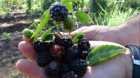 Siirt'ten 34 ülkeye böğürtlen ihraç ediliyor
