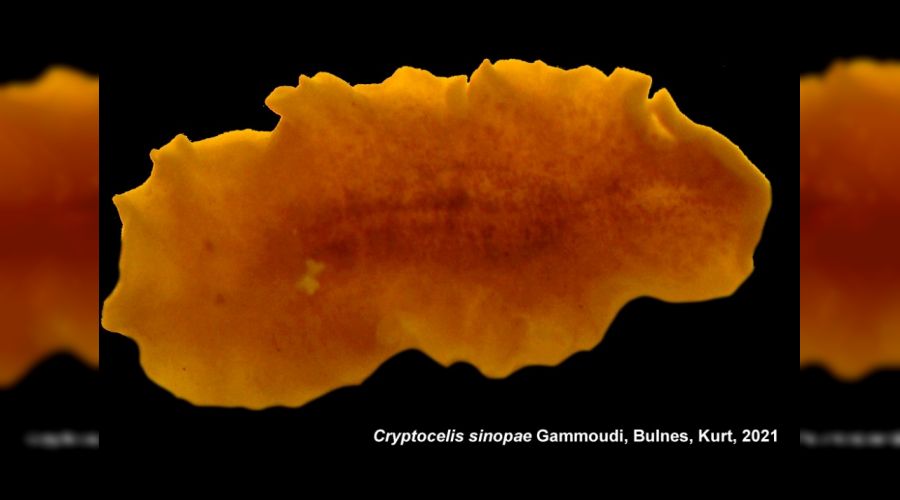 Sinop'ta keşfedildi, adını cryptocelis Sinopae koydular