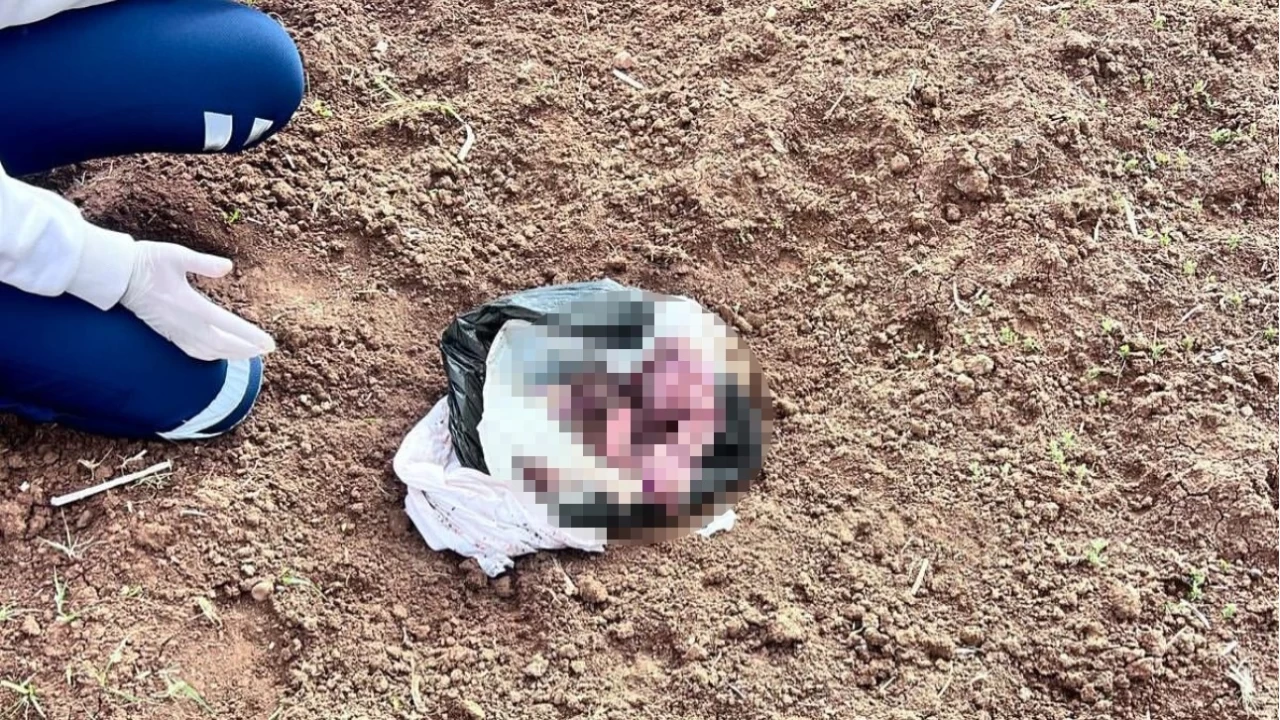 Şırnak'ta vahşet! Yeni doğan bebeği katletmişler