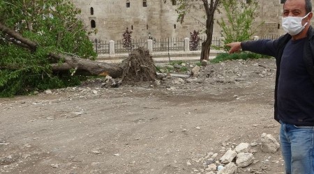 Sivas'ta fırtına ağaçları kökünden söktü