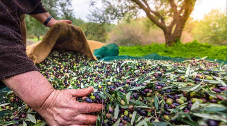 Sofralık zeytin ihracatında tarihi rekor