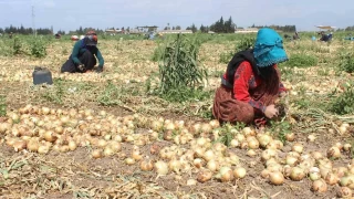 Soğan tarlada 17 TL