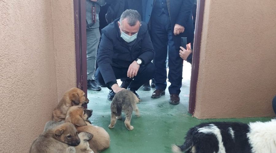 Sokak hayvanlarına 5 yıldızlı tesis