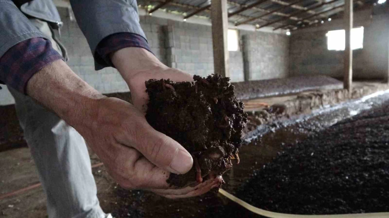 Solucan gübresi tarımda verim artırıyor