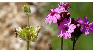 Stachys bayburtensis (arak ay): Dnyada sadece Bayburt'ta yetiiyor