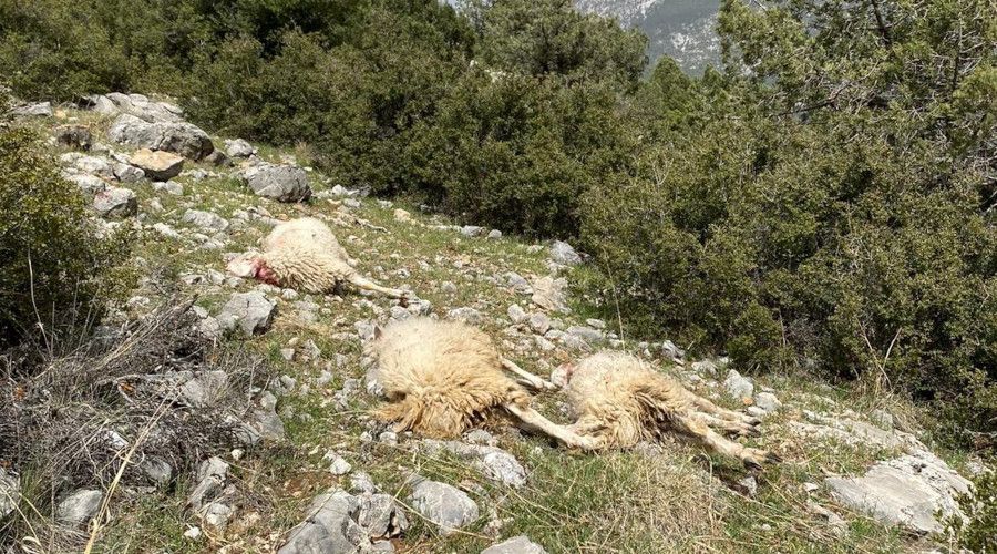 S�r�ye sald�ran kurt 13 koyunu telef etti