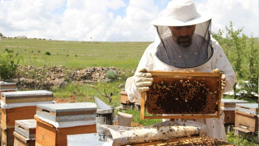 Tar�m ila�lar�, bal �retiminde verimi d���rd�