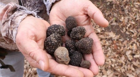 Tıbbi ve aromatik bitkiler köylülerin geçim kaynağı oldu